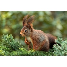 Fototapetai Maža voverė tupi medyje